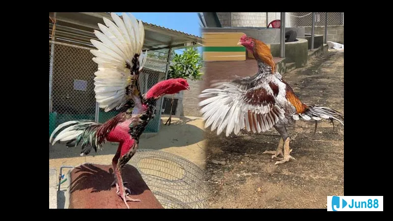 Hai người đàn ông ôm nhau trước khi Hai người ôm nhau trước khi