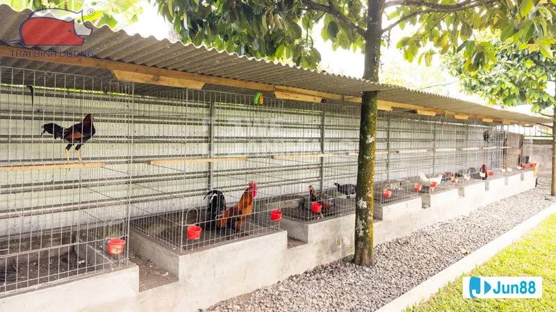 Kỹ thuật đổ gà đá Kỹ thuật đổ gà đá