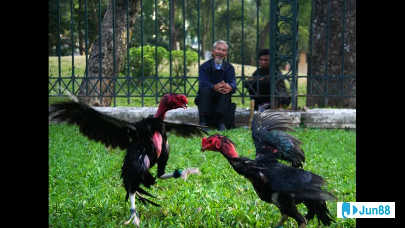 Lối đá vỉa nằm ngang trải dài Lối đá vỉa nằm ngang trải dài