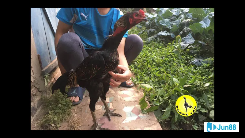 Minh họa cho Lối đá dọc trong bài Minh họa cho Lối đá dọc trong bài