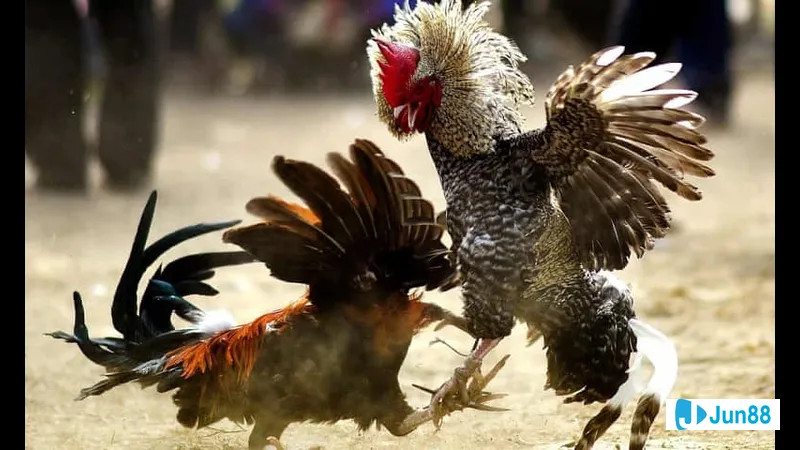 Huấn luyện gà chọi theo phong cách đá Huấn luyện gà chọi theo phong cách đá