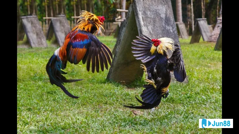 Lối đá gà chọi truyền thống Lối đá gà chọi truyền thống