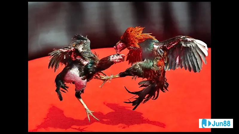 Đá gà chọi đặc trưng Đá gà chọi đặc trưng