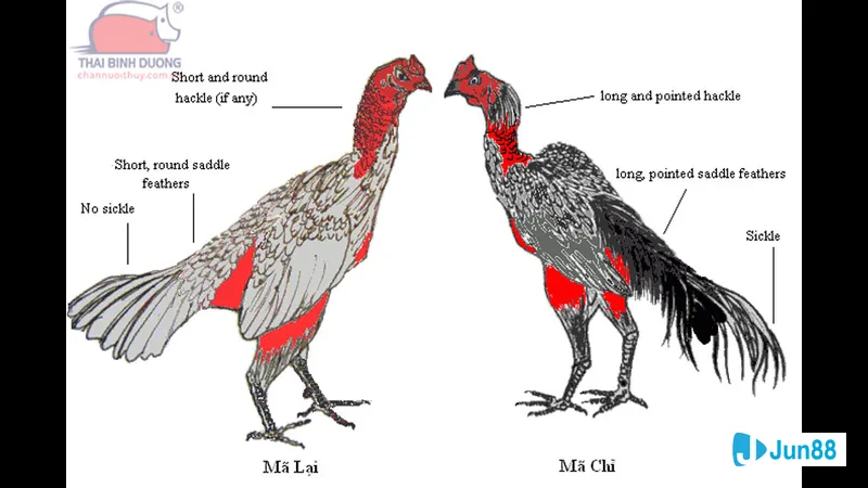 Đường lối bằng đá sỏ Đường lối bằng đá sỏ