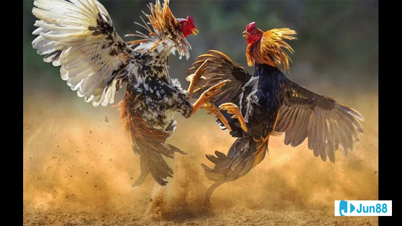 Một đĩa thực phẩm cần thiết