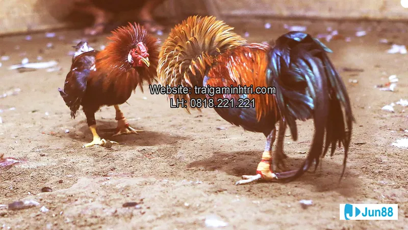 Chế độ ăn hợp lý