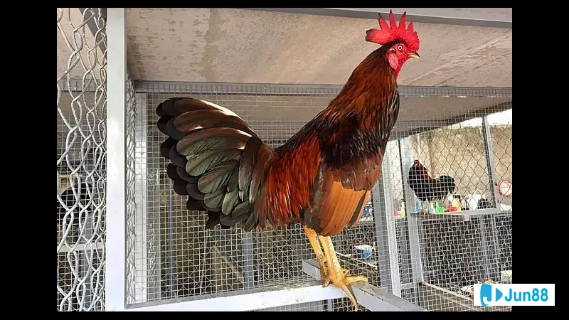 Tập luyện khoa học