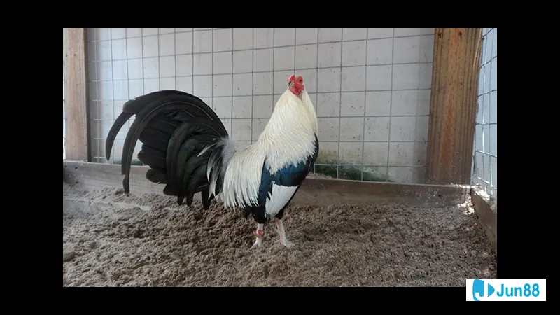 Phòng và chữa bệnh