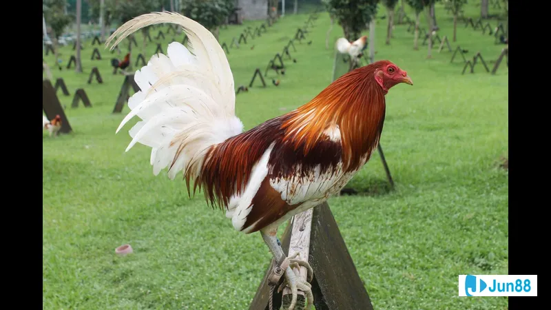 Chăm sóc gà đá Mỹ cựa sắt